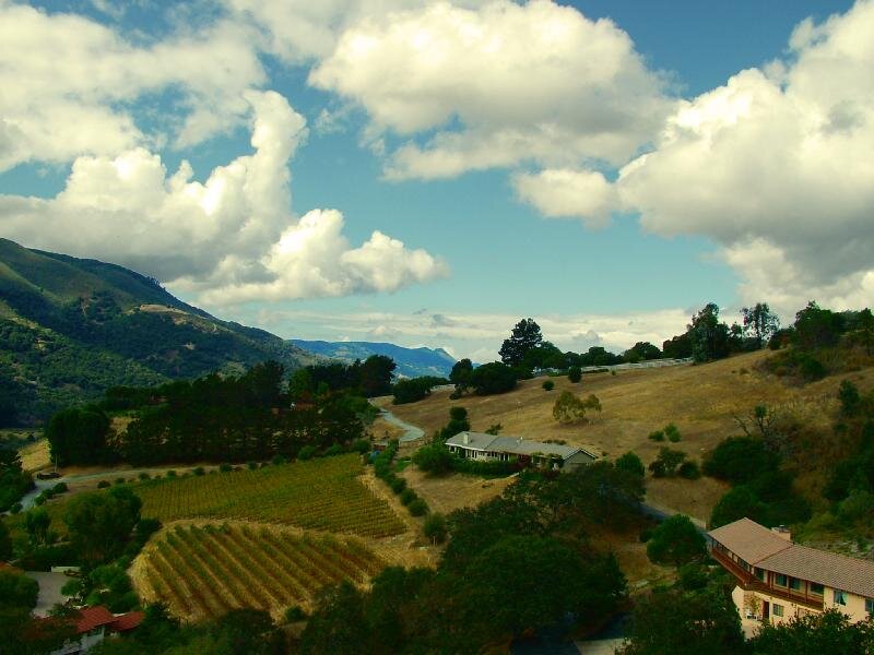 Vineyard on Hillside