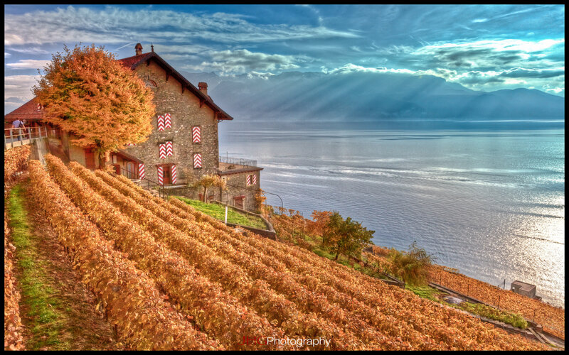Vineyard on Lakeside Hill