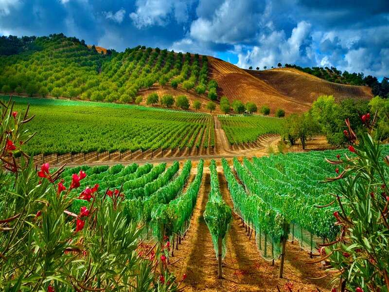 Vineyard on Rolling Hills — Green, Dramatic, Afternoon, Photograph