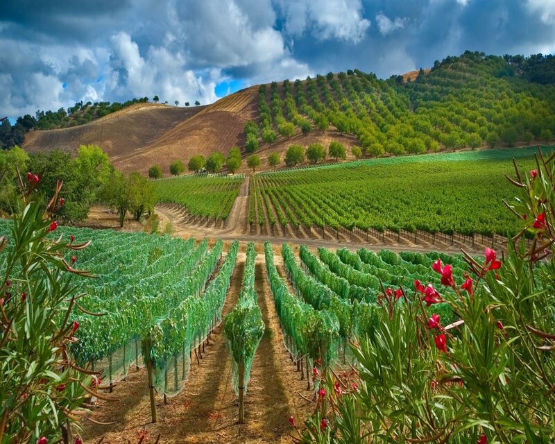 Vineyard on Rolling Hills — Green, Dramatic, Afternoon, Photograph, Trees, Flowers