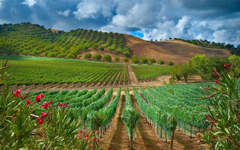 Vineyard on Rolling Hills — Green, Dramatic, Afternoon, Photograph, Trees