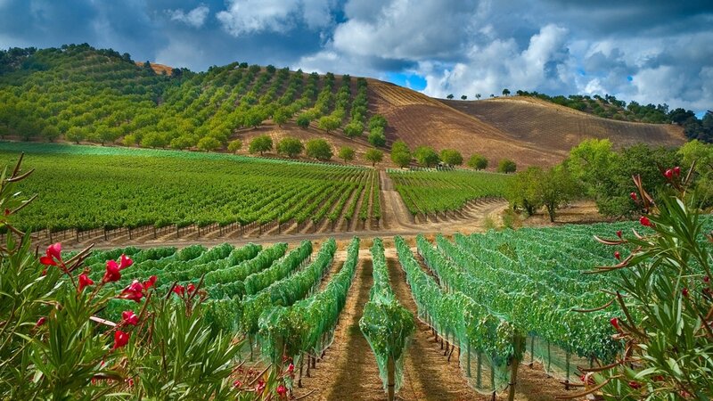 Vineyard on Rolling Hills — Green, Dramatic