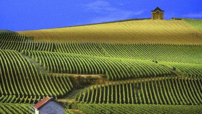 Vineyard on Rolling Hills — Green, Serene, Afternoon, Photograph, Buildings, Sky