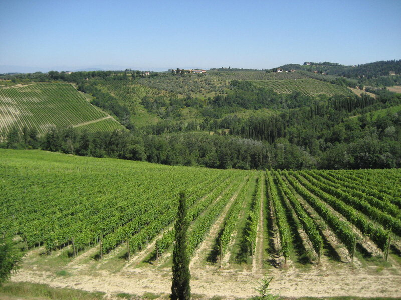 Vineyard on Rolling Hills — Green, Serene, Afternoon, Photograph, Trees, Buildings