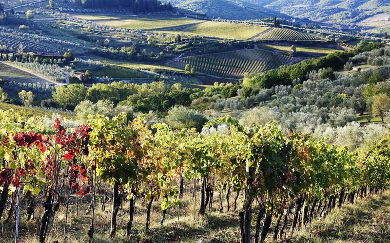 Vineyard on Rolling Hills — Green, Serene, Afternoon, Photograph, Trees, Olive Groves