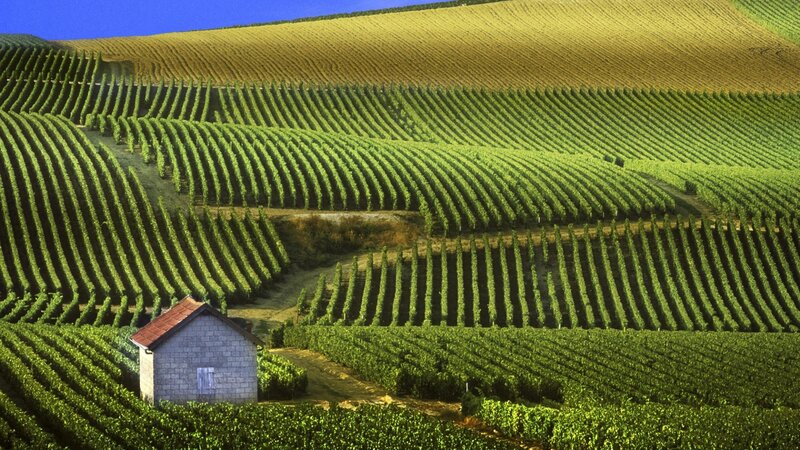 Vineyard on Rolling Hills — Green, Serene, Afternoon