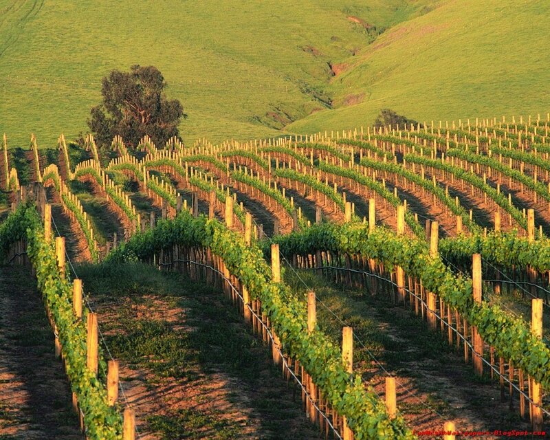 Vineyard on Rolling Hills — Green, Serene, Sunset, Photograph