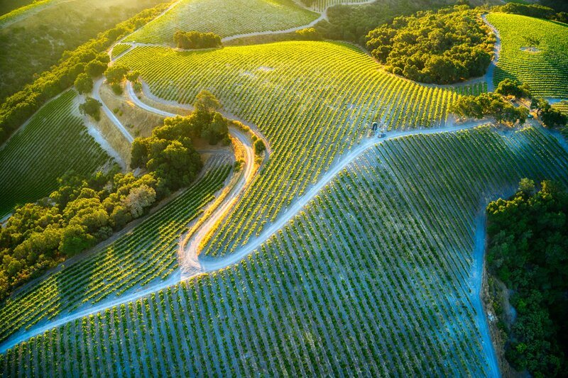 Vineyard on Rolling Hills — Green, Serene, Sunset