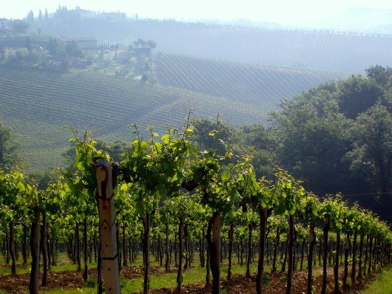 Vineyard on Rolling Hills — Green, Serene