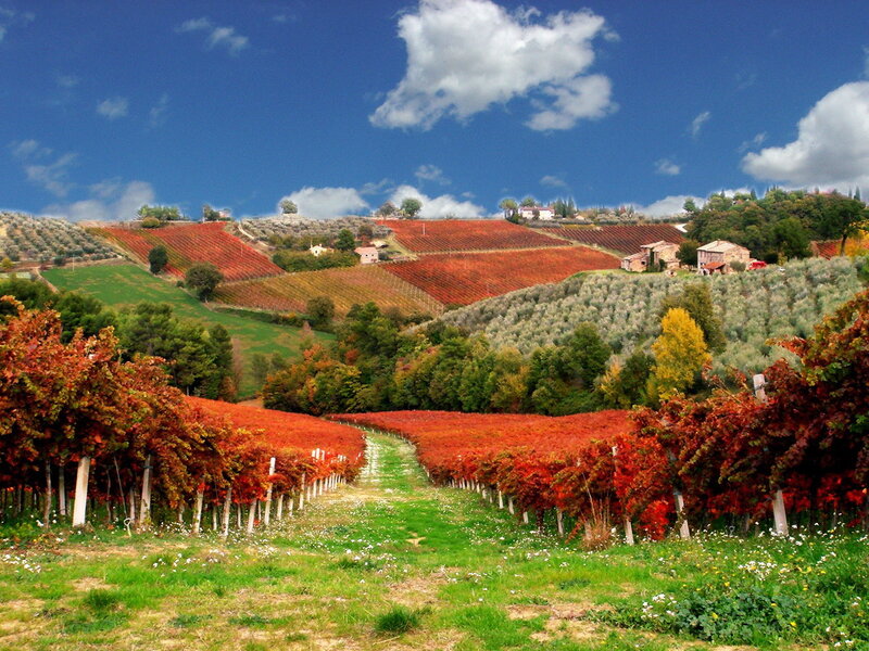 Vineyard on Rolling Hills — Red