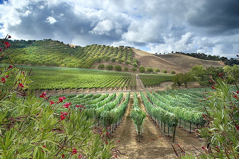 Vineyard on Rolling Hills