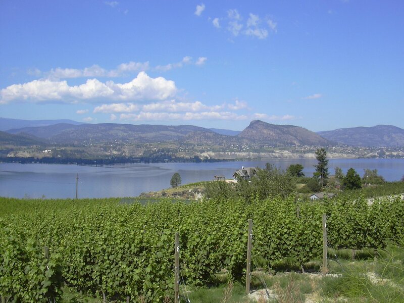 vineyard overlooking a lake