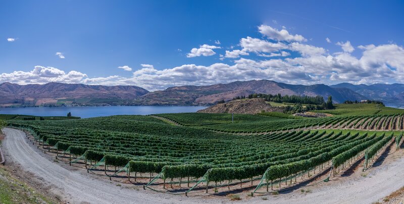 Vineyard overlooking a lake