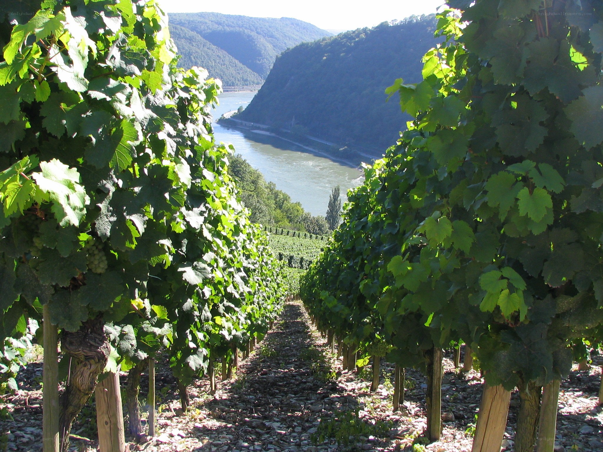Vineyard overlooking a river