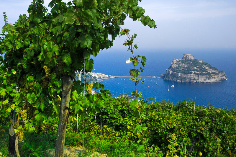 Vineyard Overlooking Island
