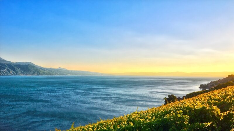 Vineyard Overlooking Lake — Blue, Serene