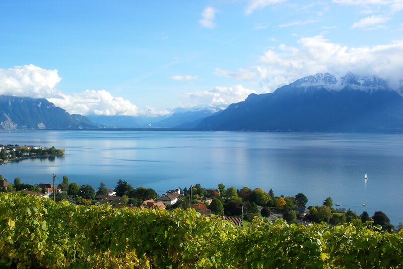 Vineyard Overlooking Lake — Blue