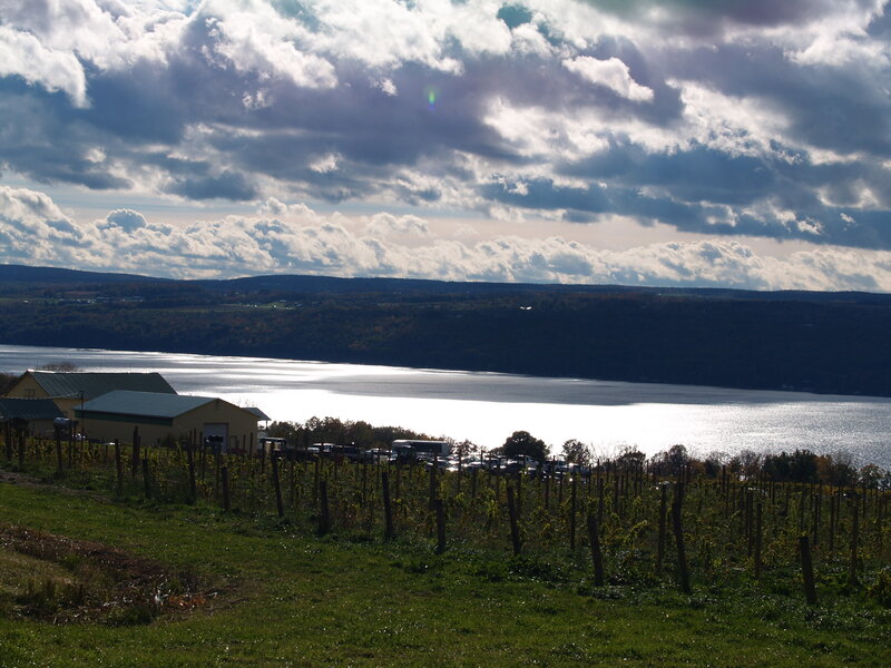Vineyard Overlooking Lake