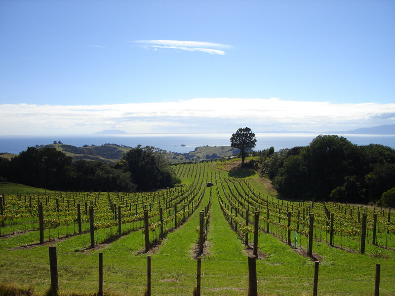 Vineyard overlooking the sea