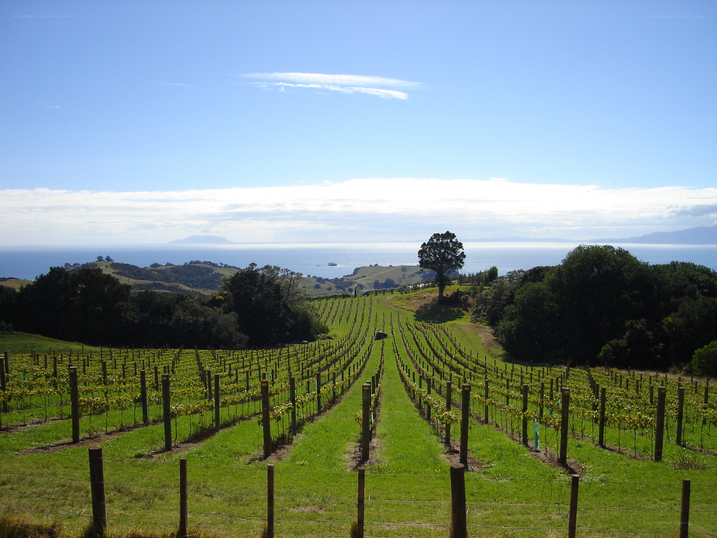 Vineyard overlooking the sea