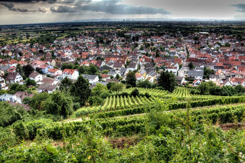 Vineyard Overlooking Town — Green