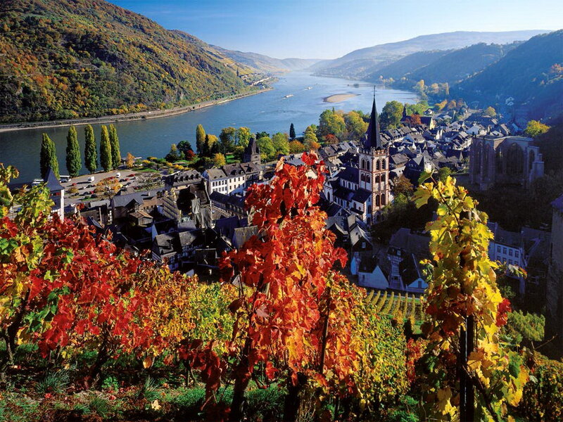 Vineyard Overlooking Town