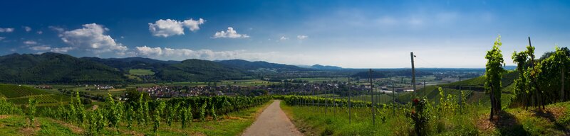 Vineyard Path and Village