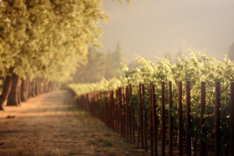 Vineyard path at sunrise