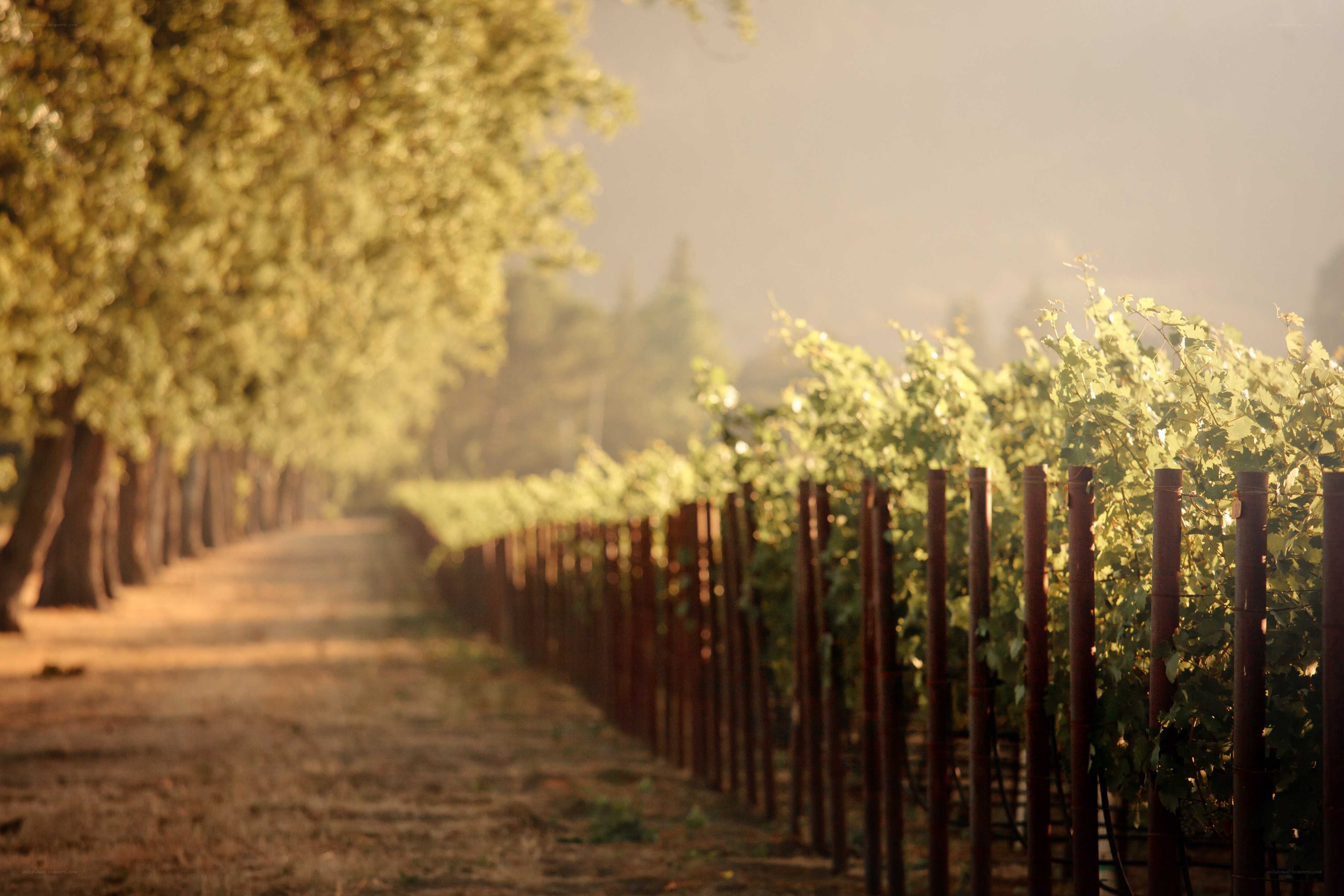 Vineyard path at sunrise