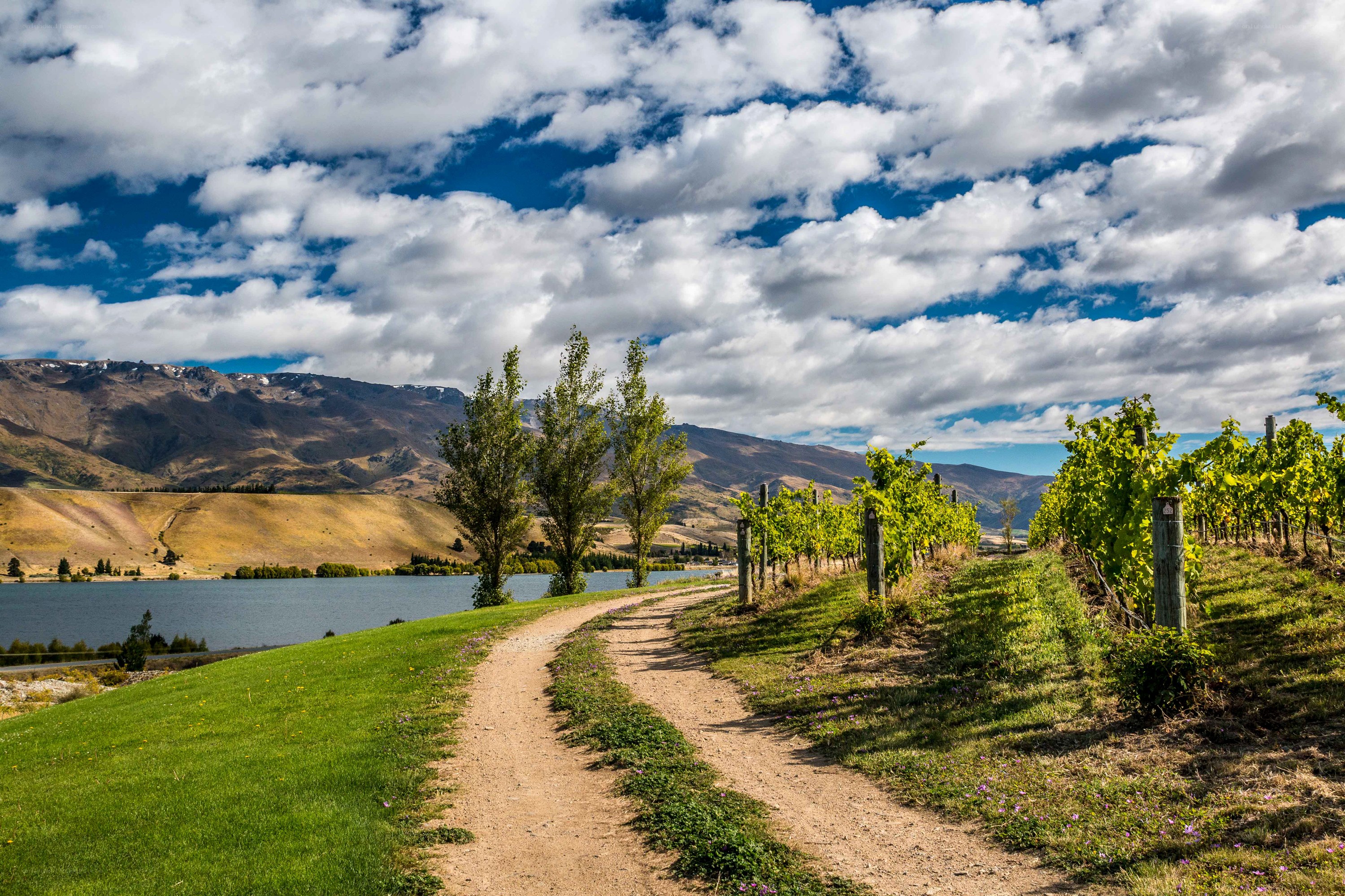 Vineyard path by lake and mountains