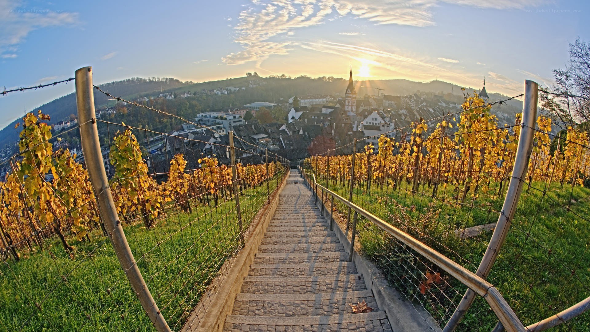 Vineyard path to town at sunset