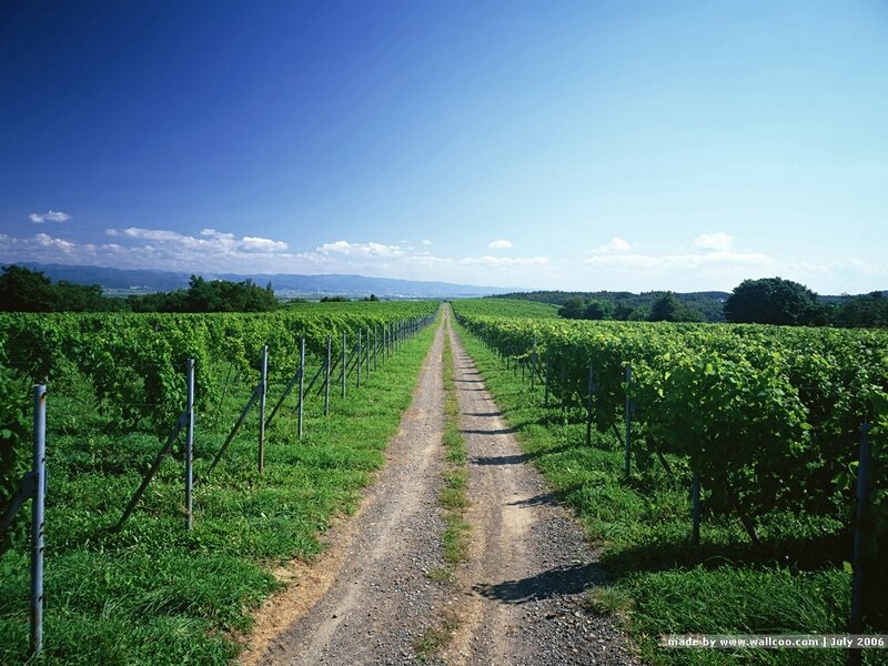 Vineyard path under blue sky