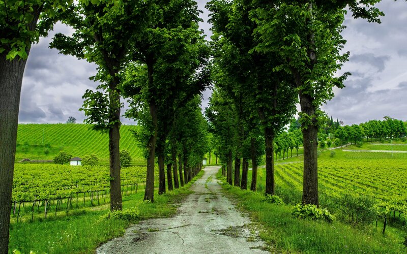 Vineyard Path with Trees — Green