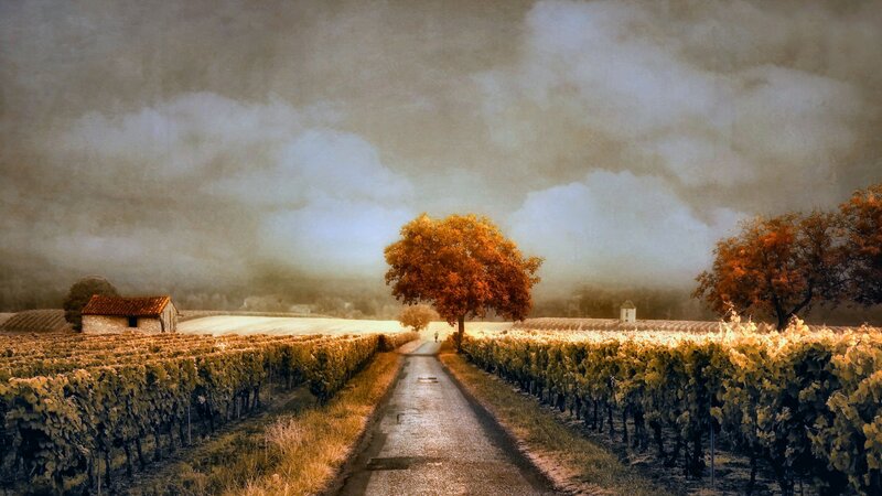 Vineyard Path with Trees
