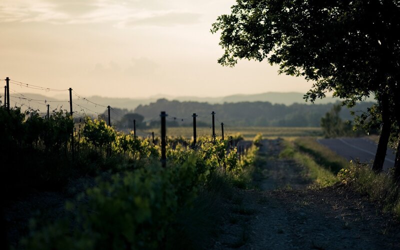 Vineyard Rows at Dusk
