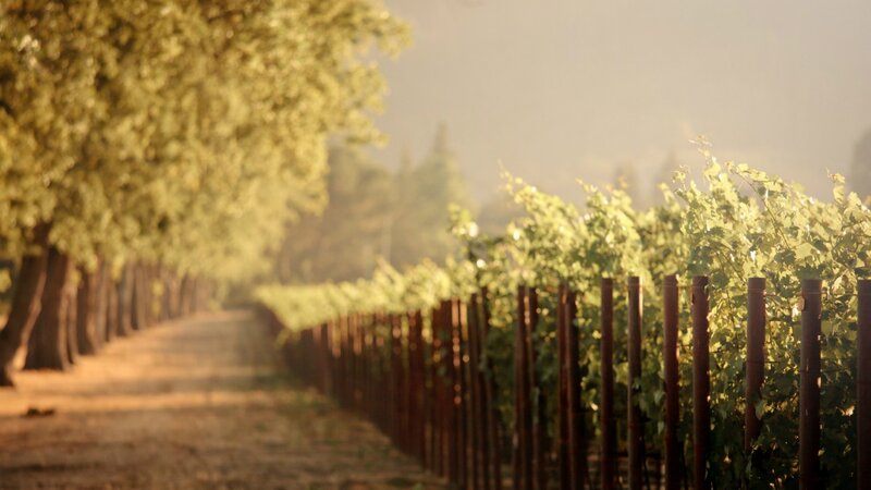 Vineyard Rows at Sunrise — Green