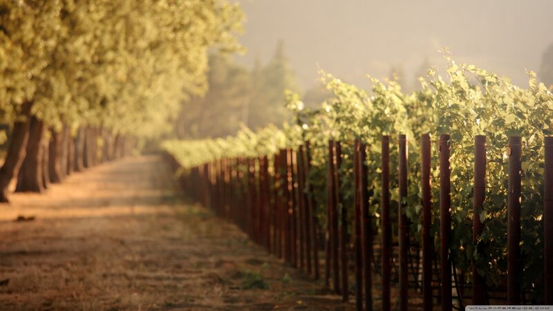 Vineyard Rows at Sunrise