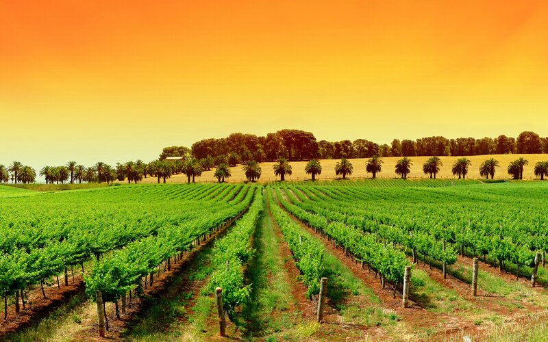 Vineyard Rows at Sunset — Green, Serene