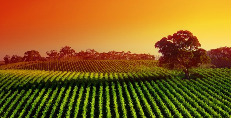 Vineyard Rows at Sunset — Green