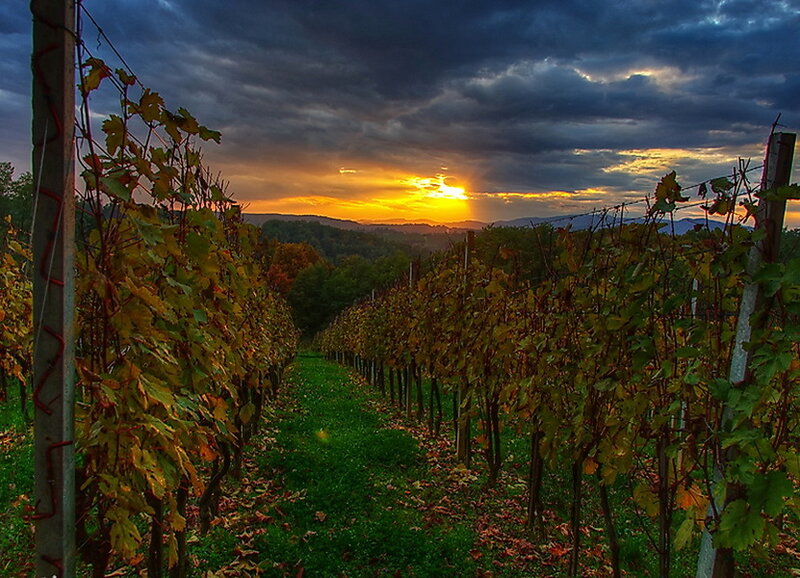 Vineyard Rows at Sunset