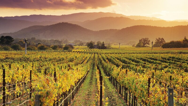 Vineyard Rows at Sunset — Yellow
