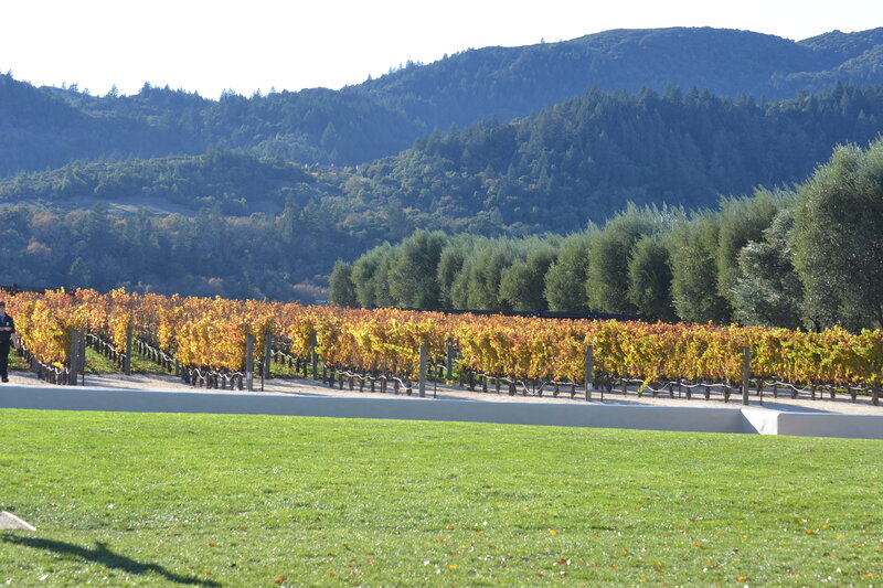 Vineyard Rows in Autumn — Green, Serene