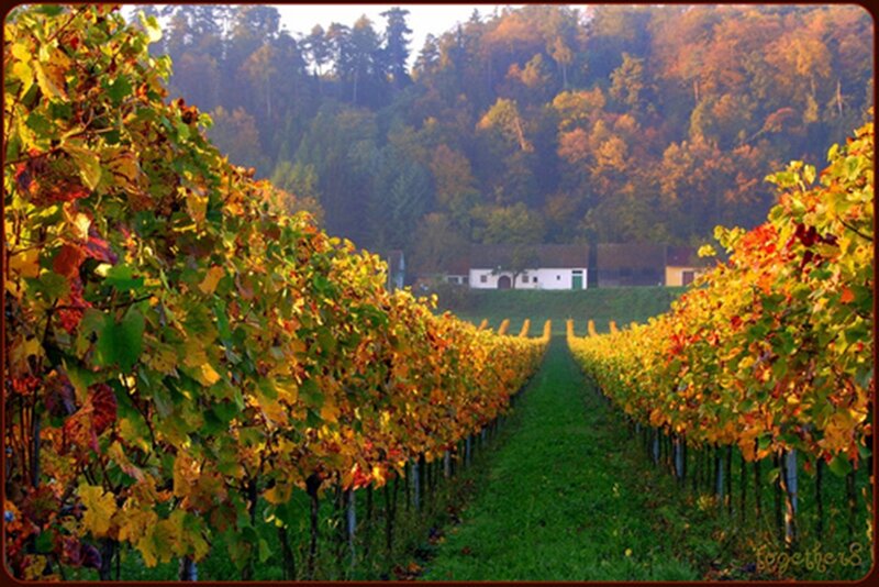 Vineyard Rows in Autumn — Green