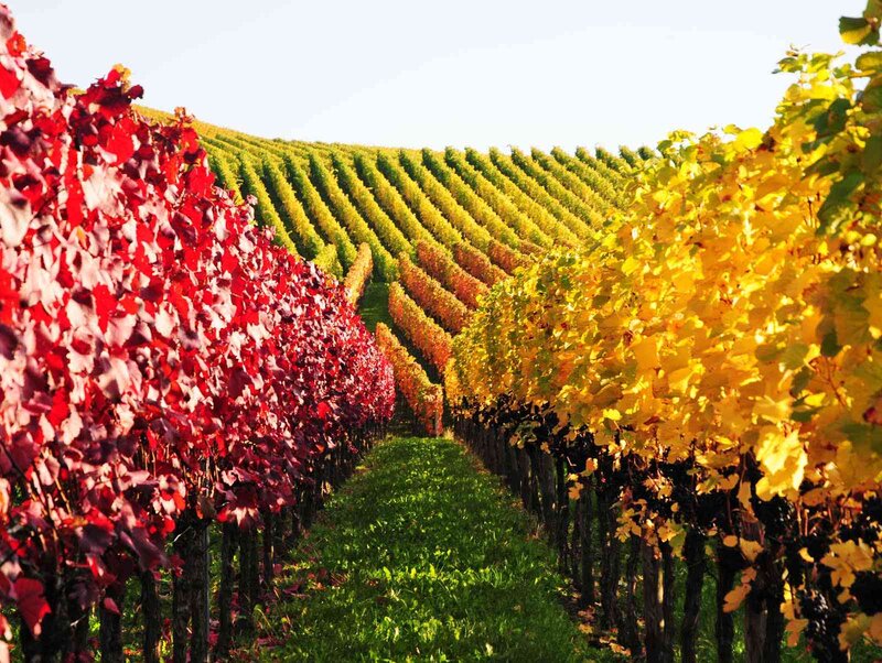 Vineyard Rows in Autumn — Red