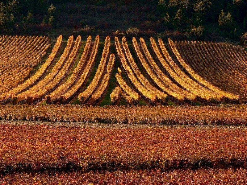 Vineyard Rows in Autumn