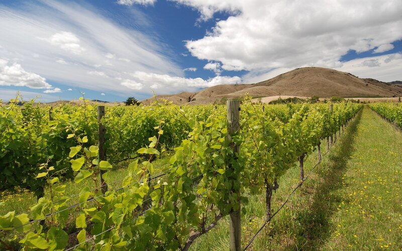 Vineyard Rows in Field — Green, Serene