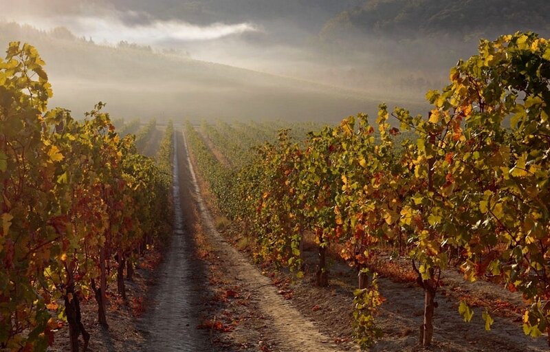 Vineyard Rows in Fog
