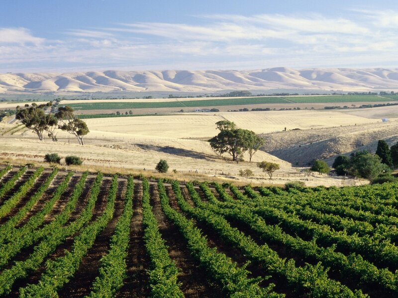 Vineyard Rows in Valley — Green, Serene