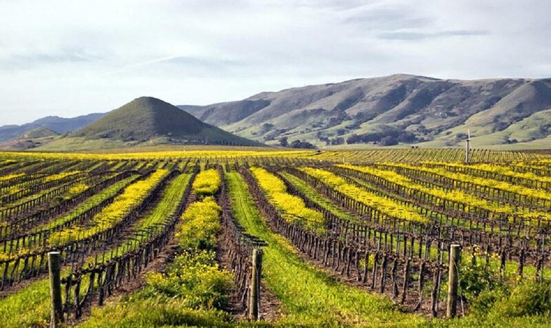 Vineyard Rows in Valley — Green