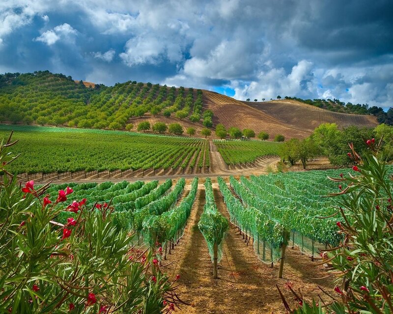 Vineyard Rows on Hills — Green